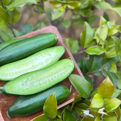 수분가득 미니오이