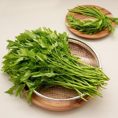 ★산지직송★청도미나리