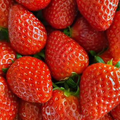 ★산지직송★봄의전령 달콤 설향딸기