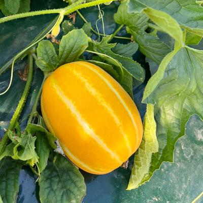 고당도 성주 참외