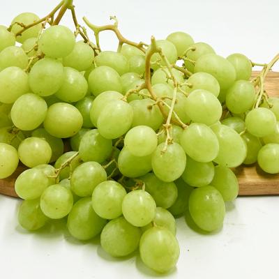 ★고당도★애플청포도