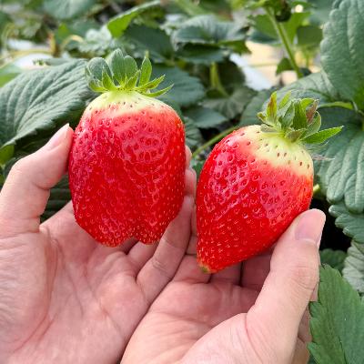 ★산지직송★딸기의 왕 킹스베리