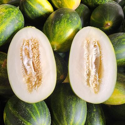 ★산지직송★고령 파파야메론