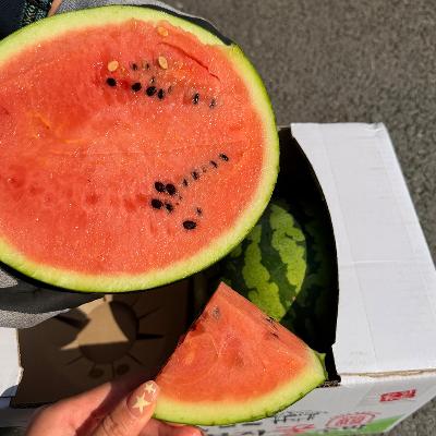 ★산지직송★하우스 수박 고당도 꿀수박 산지직송 특상품