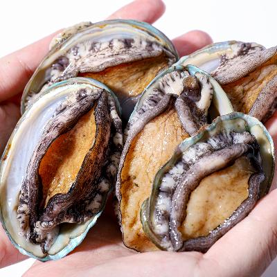 ★원기회복★ 완도 활전복 택1