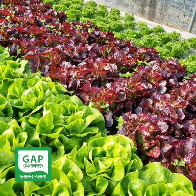 ★샐러드끝판왕★ 유러피안 채소