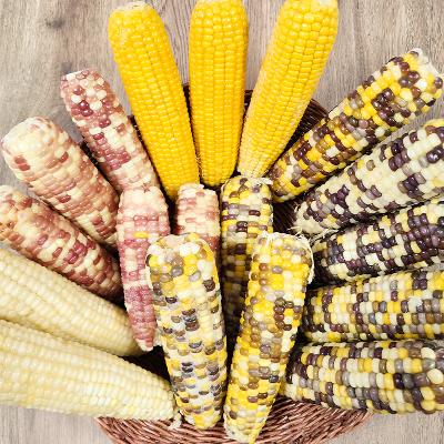 ★최고 가성비★ 찰옥수수 혼합 3종 택