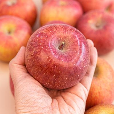 [가정용] 부사 사과 2kg, 3kg 택1