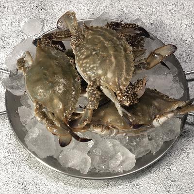 국내산 서해안 활 암꽃게/ 1kg (4~6미)