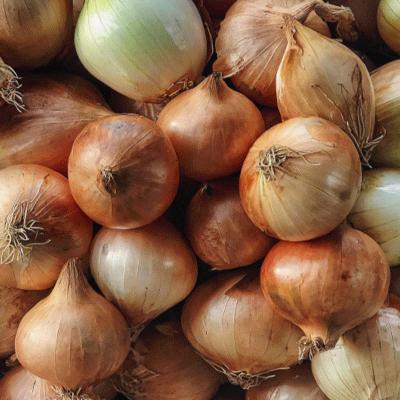 [건강한 양파] 국내산 양파 7kg [소/중/특/특대]