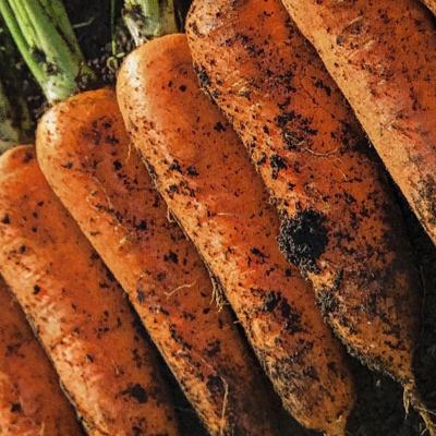 [홍당무] 국내산 흙당근 [1kg-10kg]