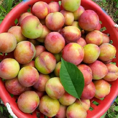하우스 자두 대석자두 중소과 300g/600G/1.2kg(20과내외)