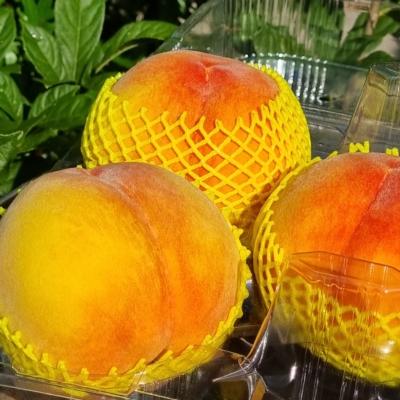 [황도복숭아]달콤하고 과즙 풍부한 그린황도 1kg/2kg(10-16과)