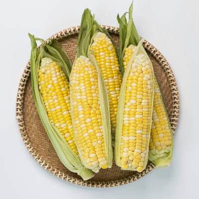 ★당도최고★ 애플 초당옥수수 택