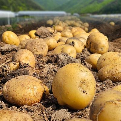 [국내산] 햇 포슬포슬 수미감자 [1kg-5kg]