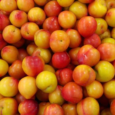 [산지직송] 경북 고당도 상등급 노지 자두 로얄대과 [1kg-2kg]