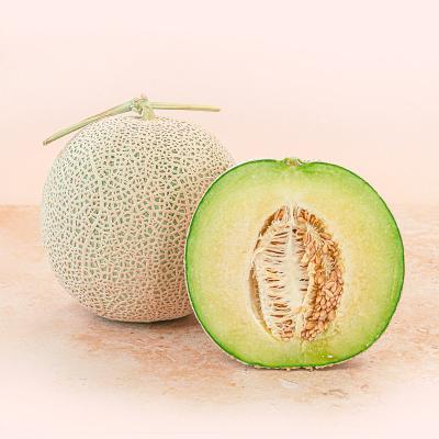 사시사철 머스크 메론