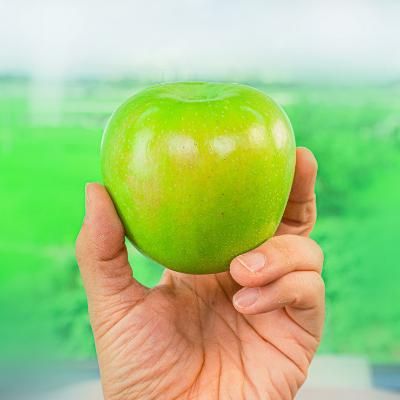 26년 햇 초록사과 2kg 3kg 아오리 썸머킹