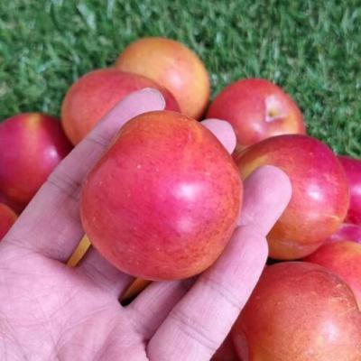 [농장직송] 경북 영천 고당도 추희/도담 자두 [1kg-2kg]
