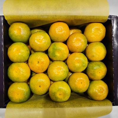 (26추석)[농장직송] 제주 하우스 감귤선물세트 [1.8kg-2.5kg]