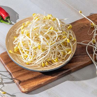 [바담] 국내산 무농약 신선한 콩나물 1kg~3kg