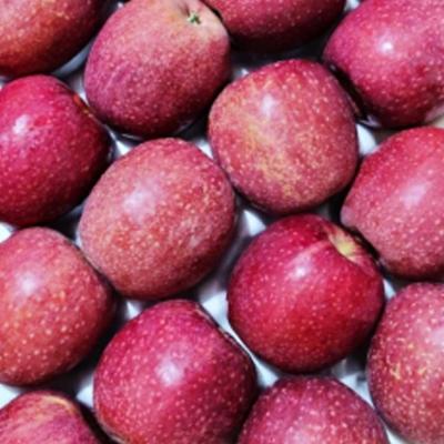 [프리미엄 감홍사과] 단단한 감홍사과 2kg 3kg 5kg 아삭한 사과
